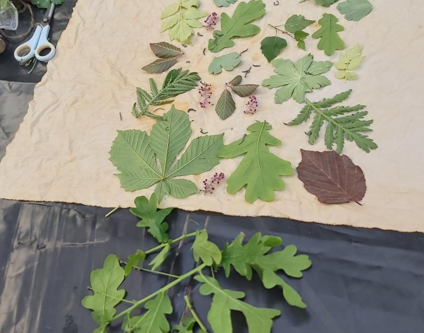 A picture of botanical printing