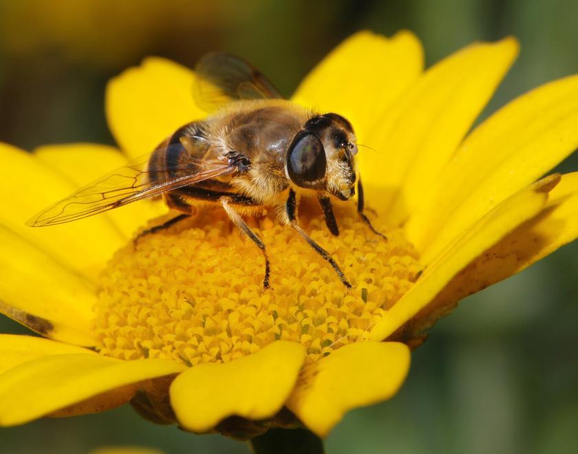 A bee sitting on a flower