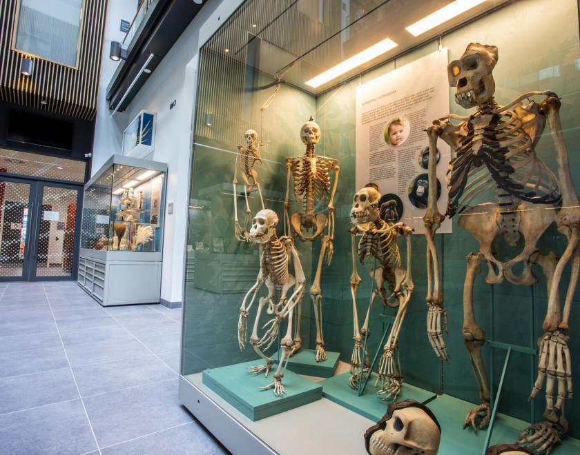 Animal skeletons at the Cole Museum of Zoology at the University of Reading