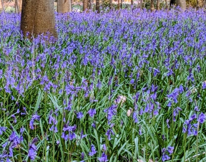 Photo of the bluebell woodlands at Basildon Park