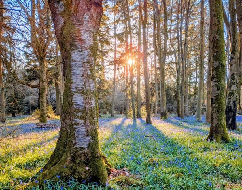 Photo of the bluebell woodlands at Basildon Park with the sun peeking through the trees