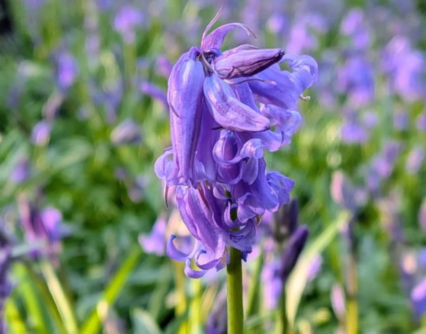 Close up photo of a bluebell at Basildon Park