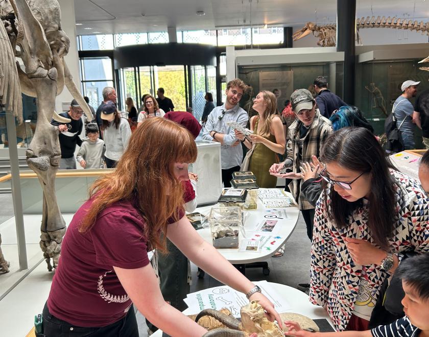 Handle all manner of items at the Cole Museum of Zoology