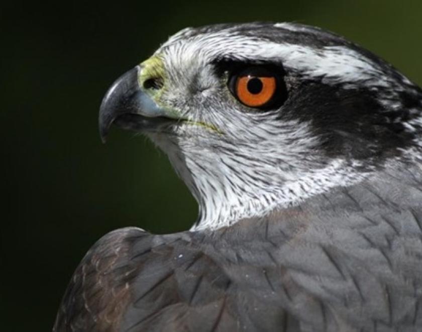 A head-shot of a Goshawk