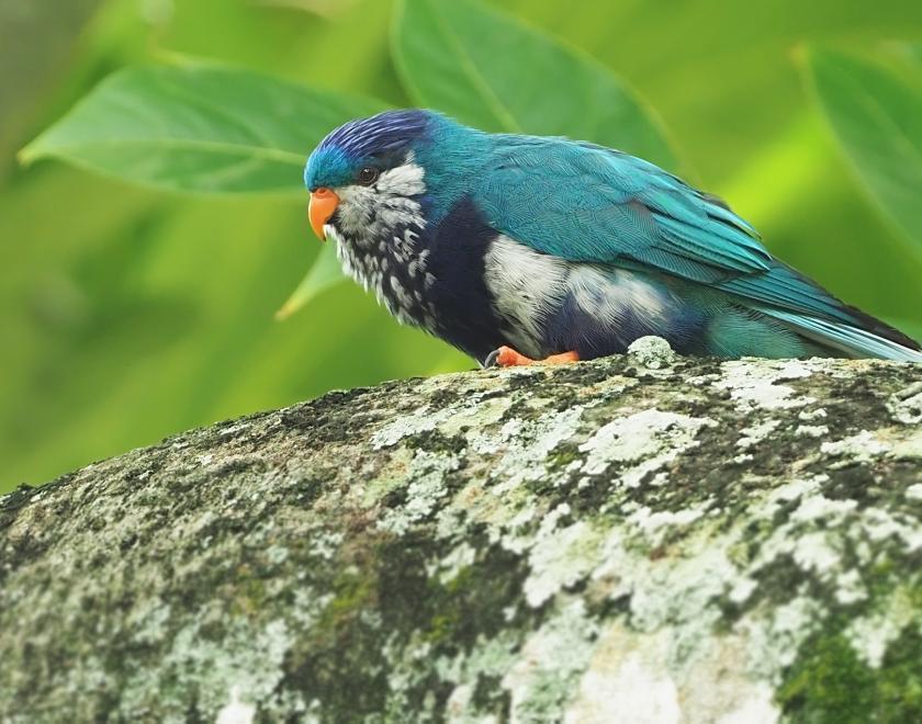 photo of Ultramarine Lorikeet - in the wild