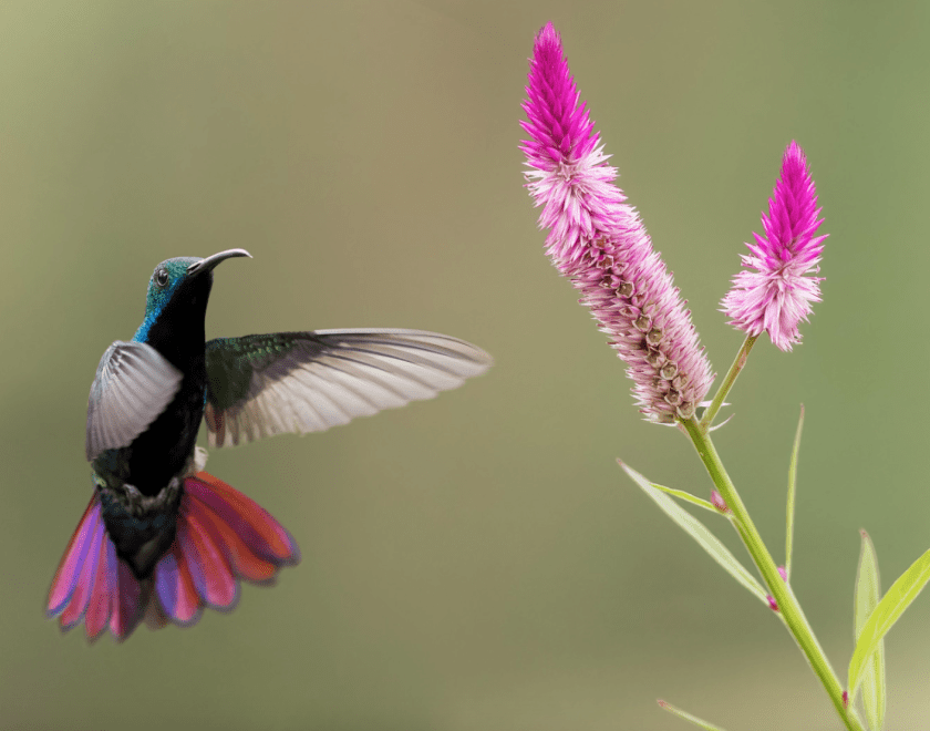 image of a Black Throated Mango hovering