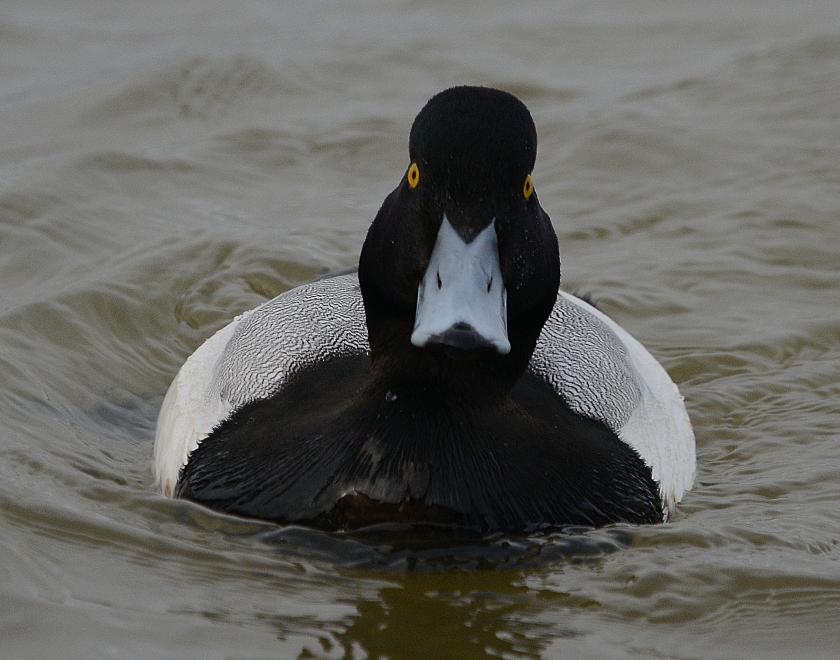 photo of a male Scaup