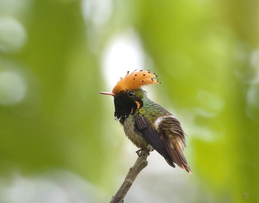 photo of a Spangled Coquette