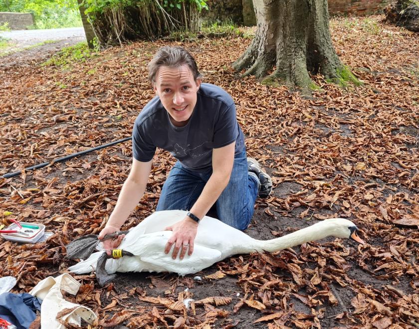 Lee Barber ringing a Mute Swan