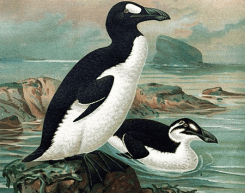 Great Auk