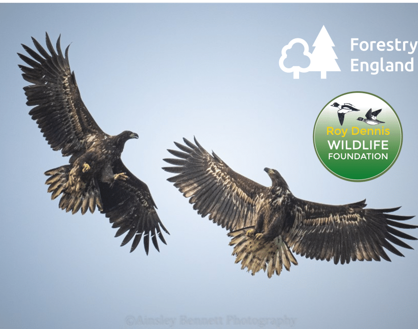White-tailed Eagles