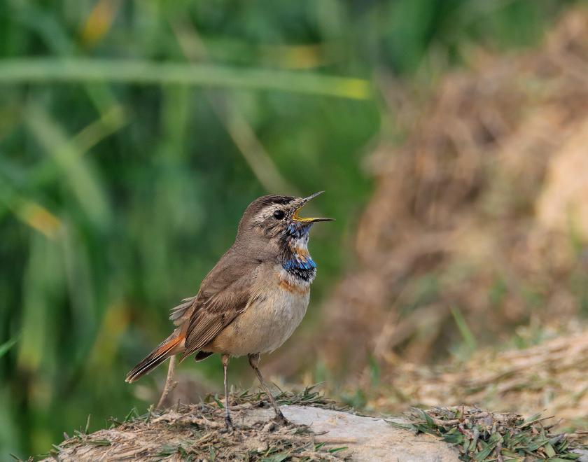 Bluethroat