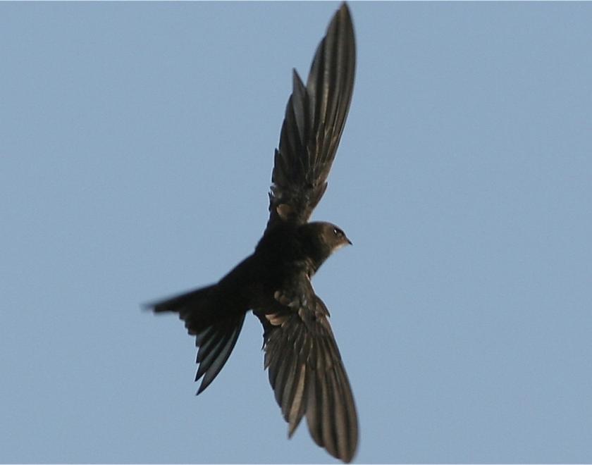 A Swift in flight