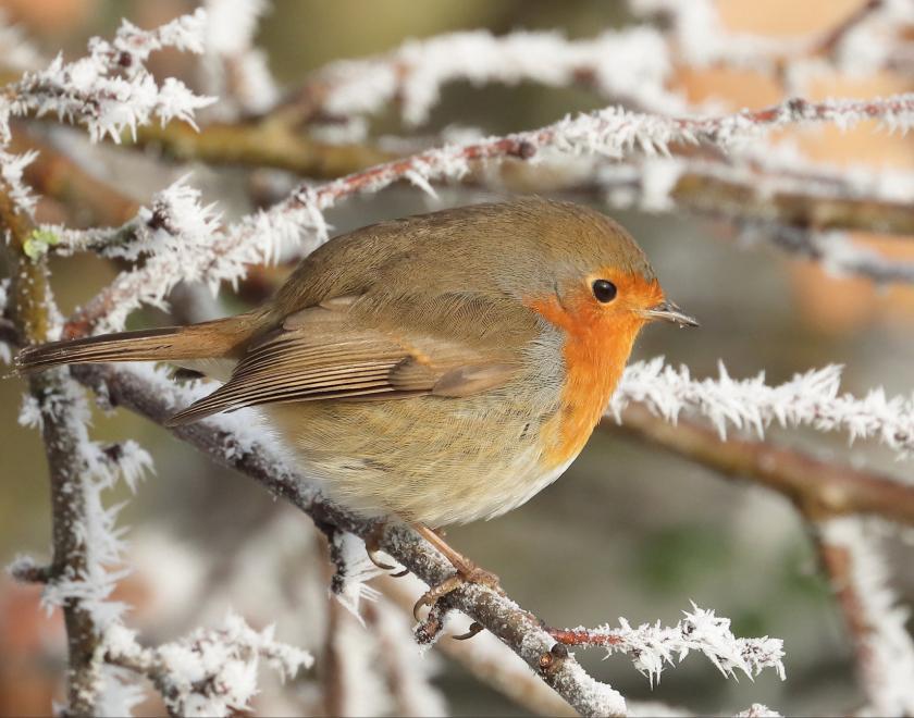 Robin on a frosty branch