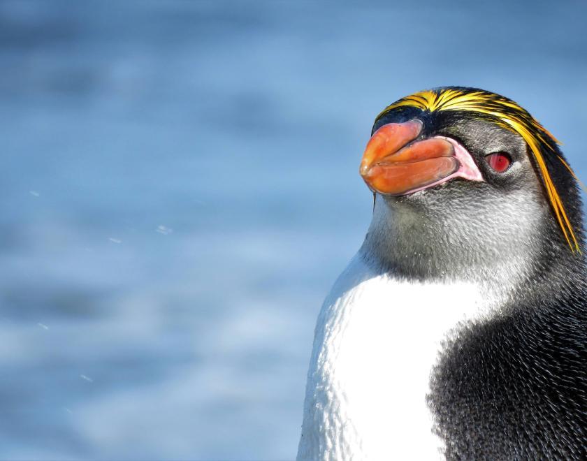 Macaroni Penguin looking slyly into the lens...