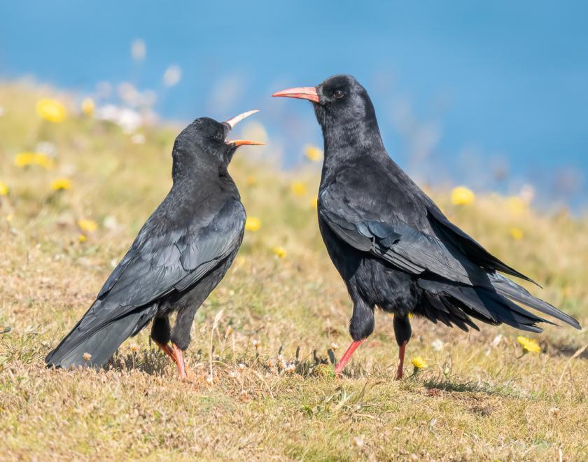 Adult and juvenile Chough against a grass and sea background