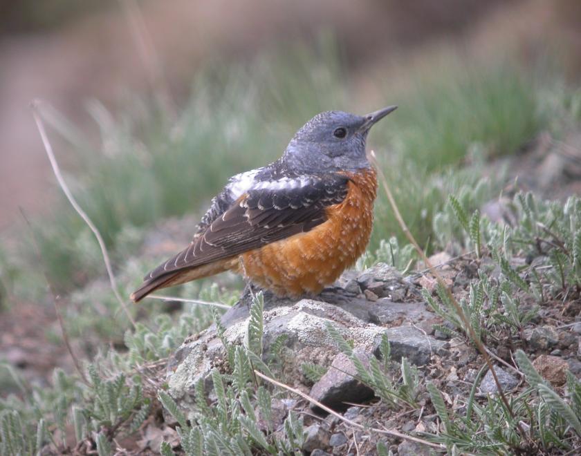 Blue Rock Thrush