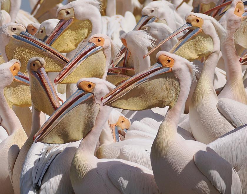 Image of many White Pelicans filling the frame