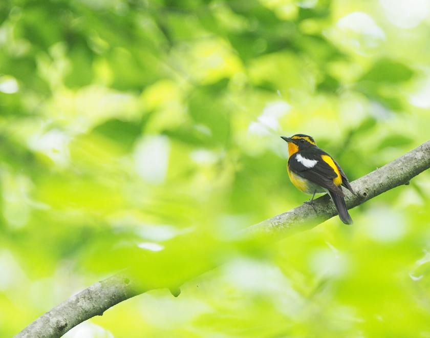Narcissus Flycatcher, a small yellow and black bird against a green, leafy background