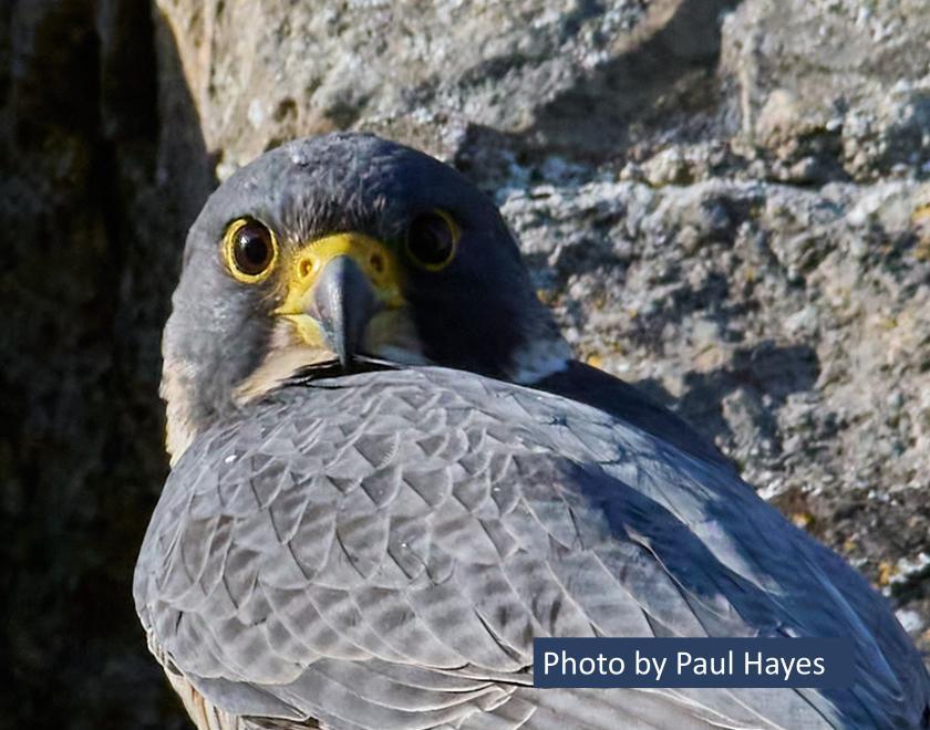 A head and shoulders image of a Peregrine falcon staring out of the picture.