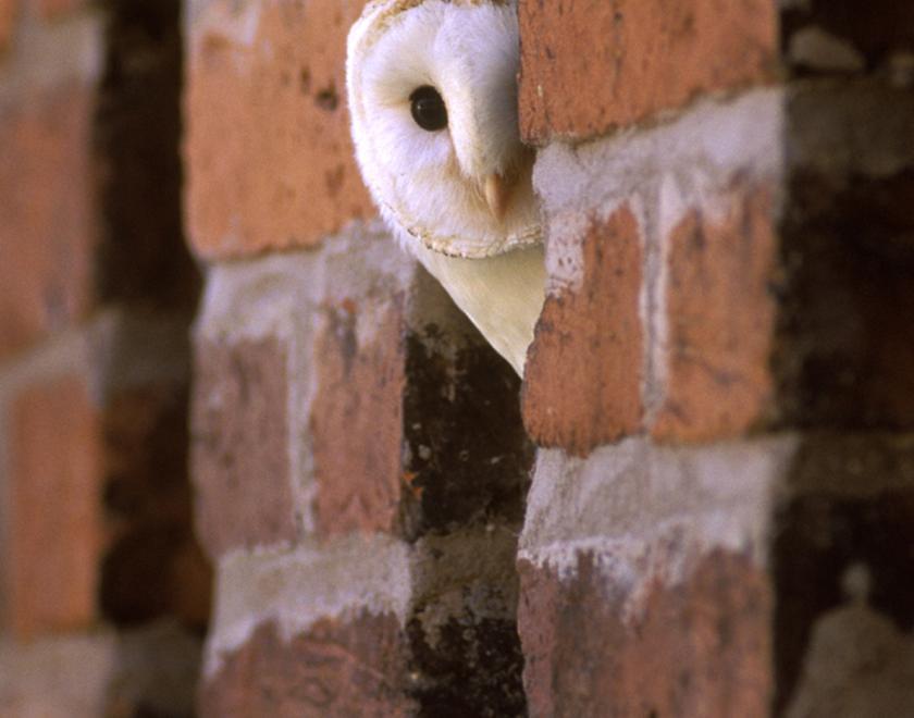 Barn Owl peering out of a brick window