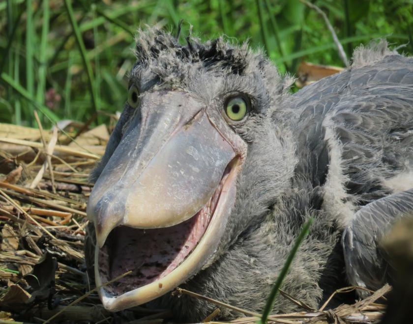 A head-shot of a Shoebill, with its massive comical face towards the camera