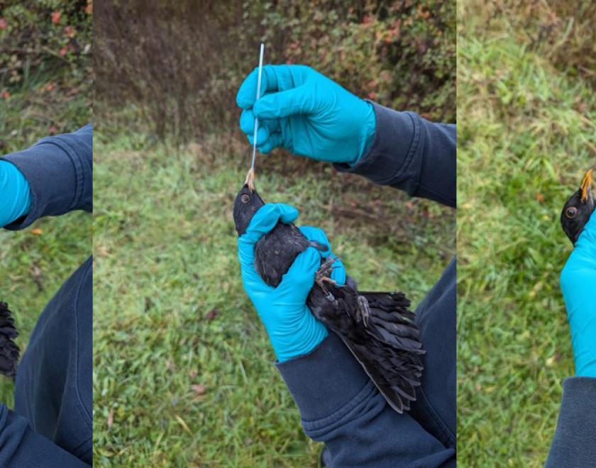 Blackbirds being handled by a researcher