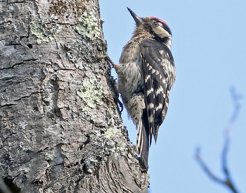A Lesser Spotted Woodpecker percehd on a tree trunk