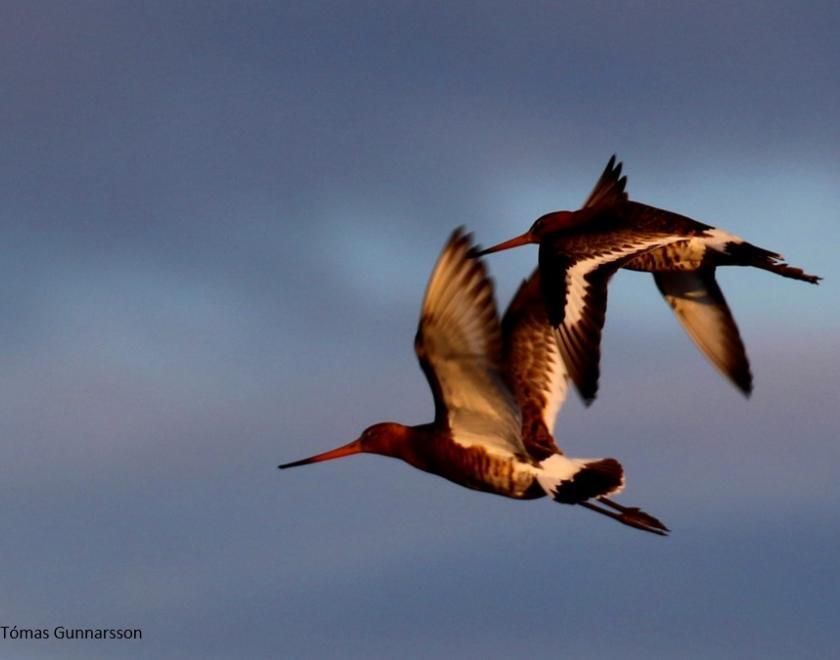 Two Black-tailed Godwits in flight