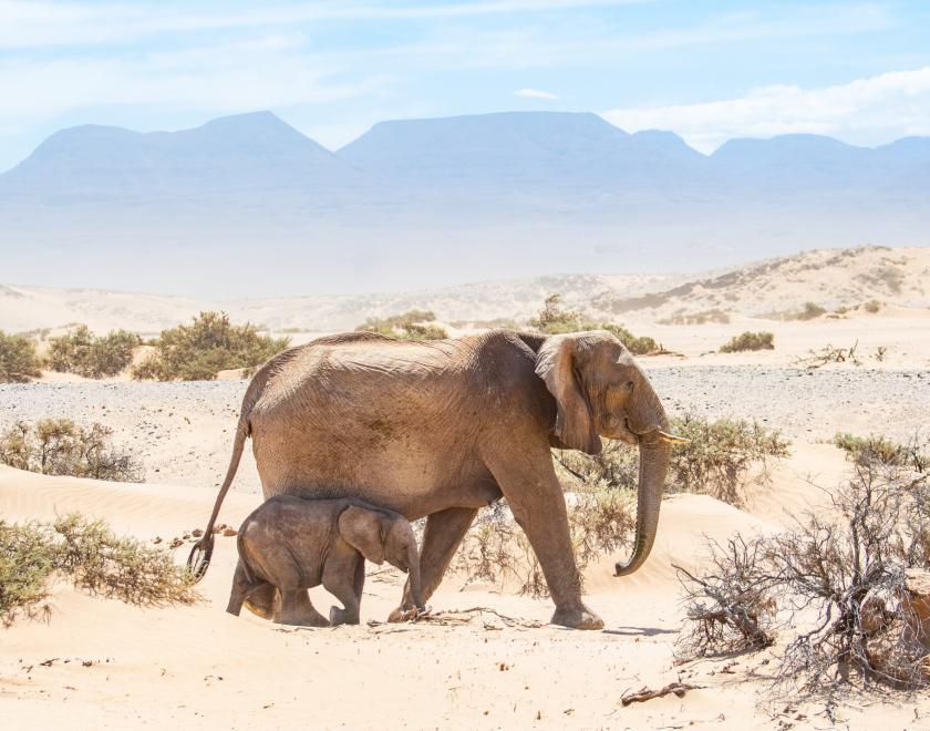 desert elephant female and calf