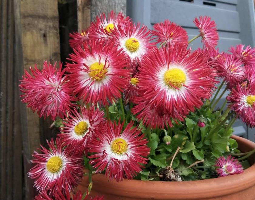 Pink flowers growing from a terracotta pot
