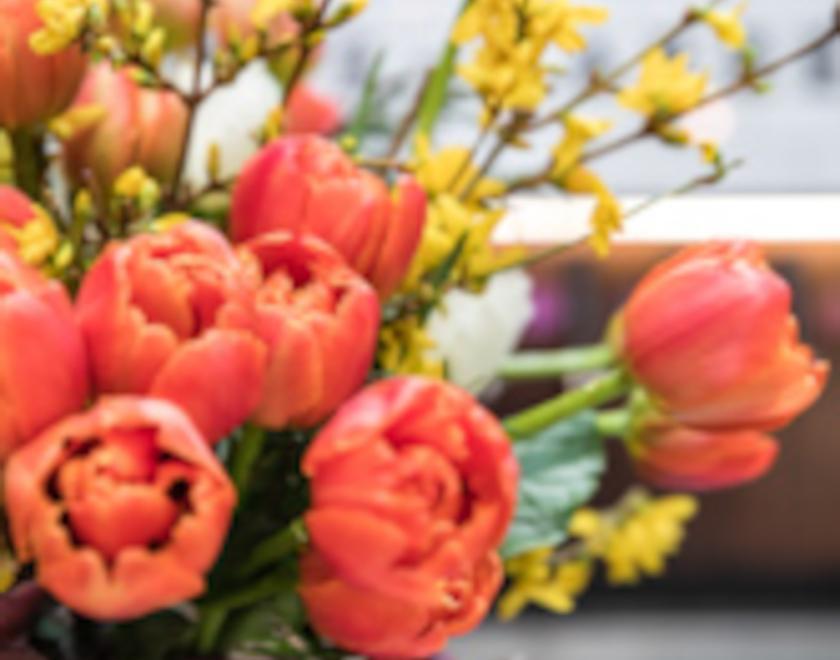 Bouquet of bright orange tulips with long stems of delicate yellow forsythia in a shallow container tied with a lilac satin fabric