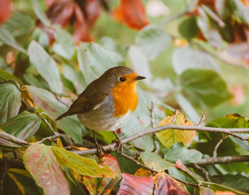Robin in a tree