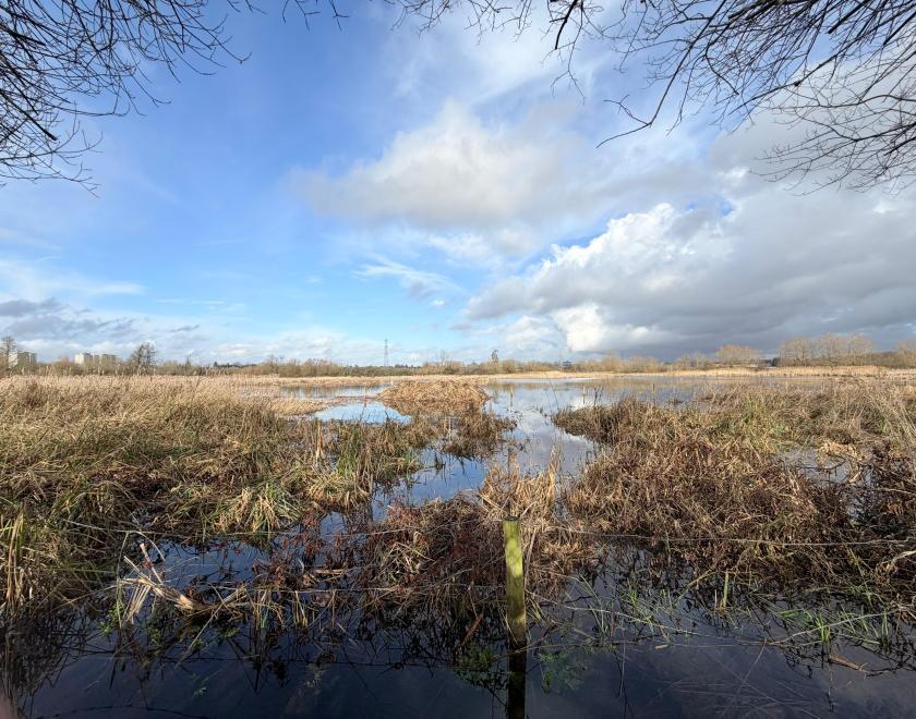 marsh
