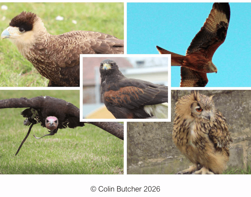 Montage of images of birds