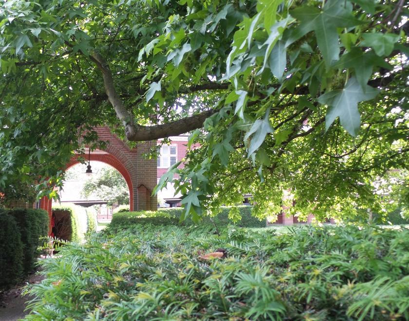 Leafy Victorian Splendour: Redlands Trees