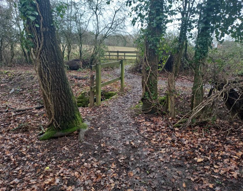 Fence in forest