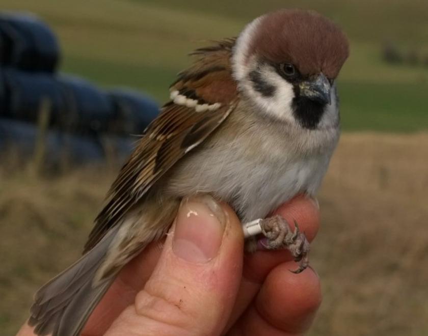 A tree sparrow in the hand