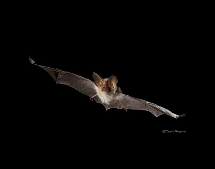 Bat walk at Clayfield Copse, Caversham