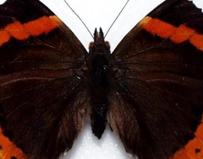 Close up image of butterfly