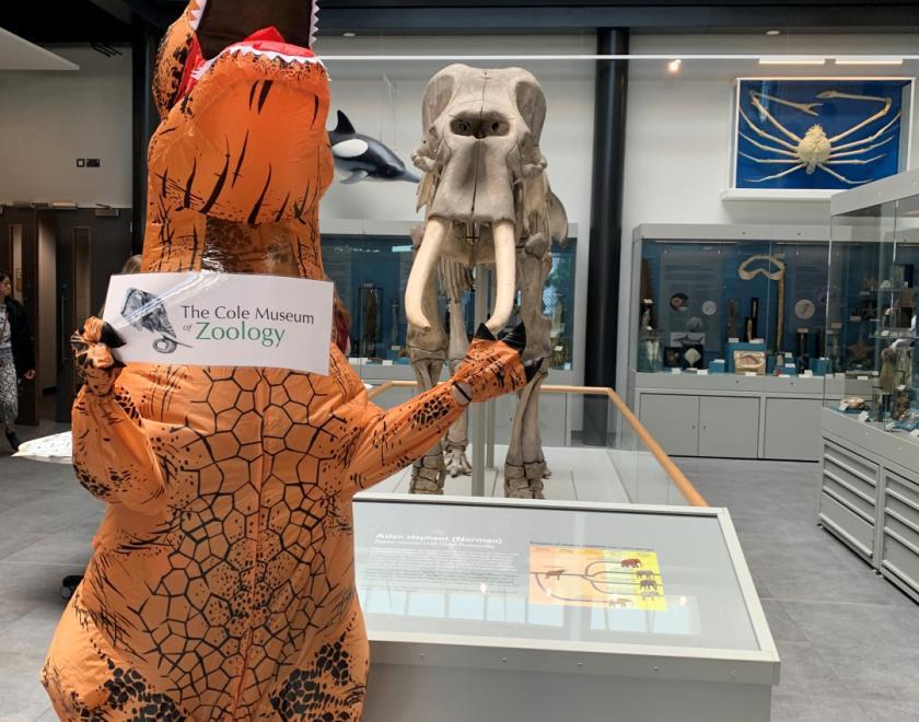 A person dressed in an inflatable dinosaur suit standing next to the skeleton of an elephant at the Cole Museum of Zoology