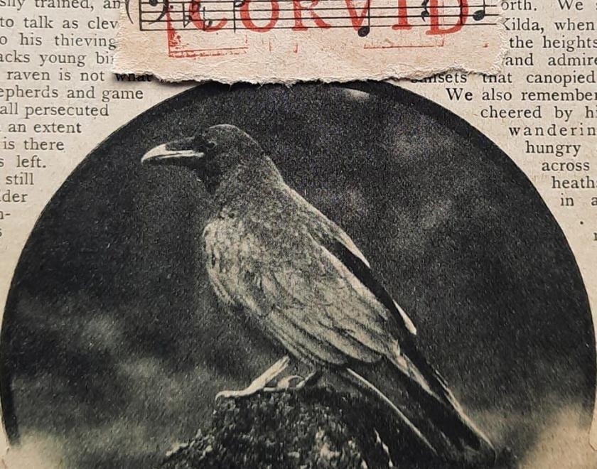 A black and white photo of a raven perched on a rock is framed by print text about ravens in an arch above. A scrap of paper sits on top it shows a stave with the word Corvid printed over it in red letters