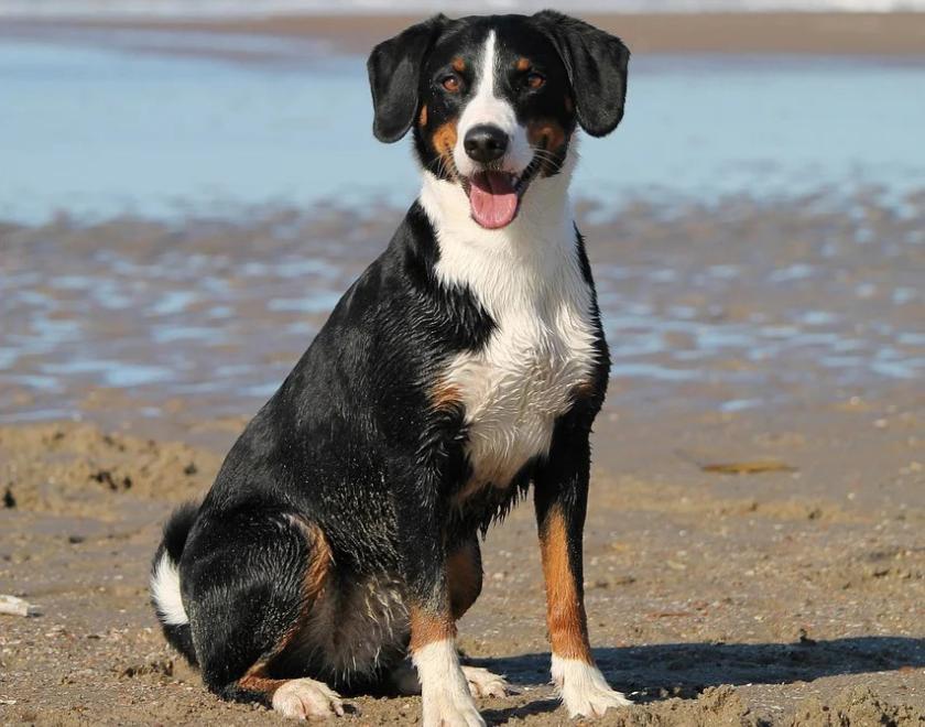 Black and white dog sitting on a beach