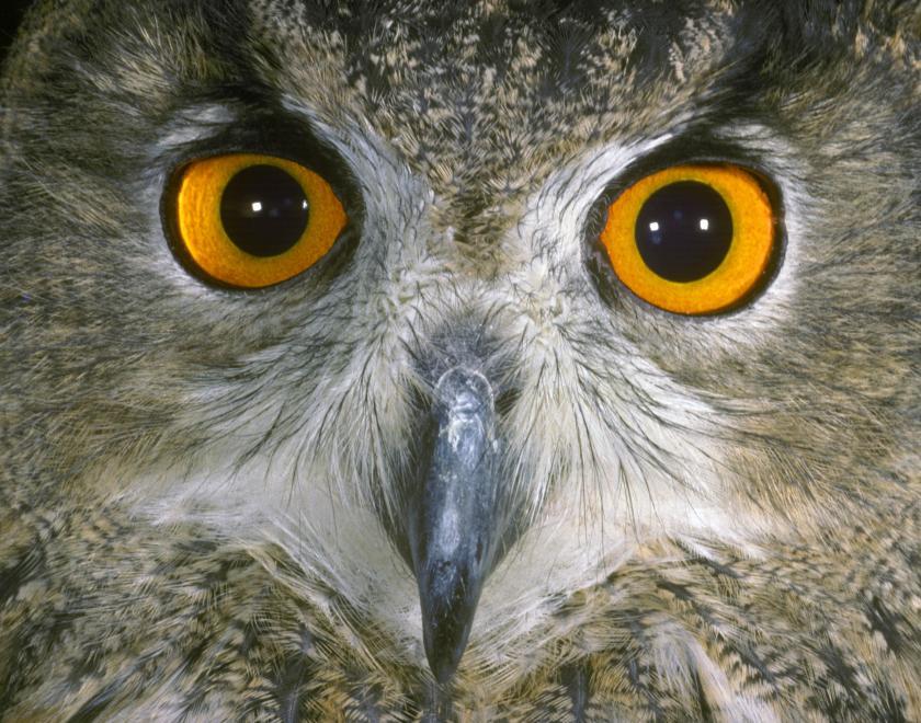 A close up of an Eagle Owl's face - its orange eyes stare straight out at the viewer