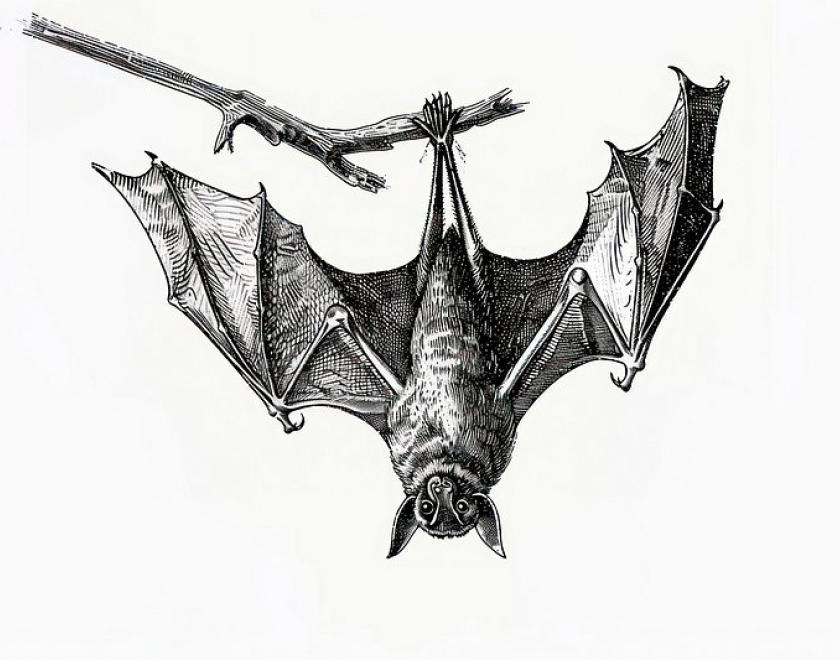 Black and white image of a bat hanging upside down.
