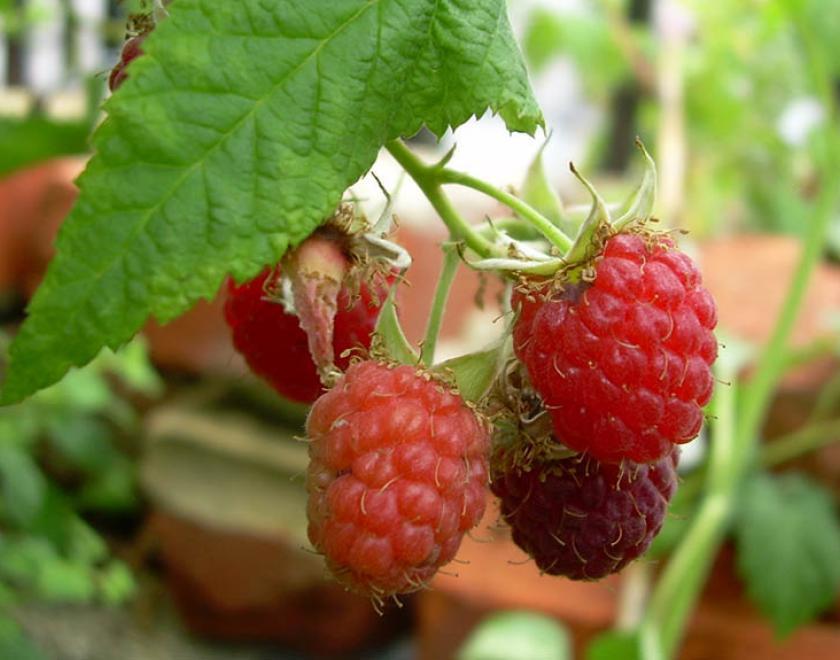Image of raspberries on the RISC roof garden in Reading