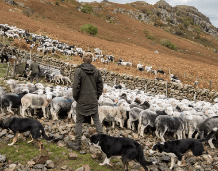 Man and sheep in the countryside