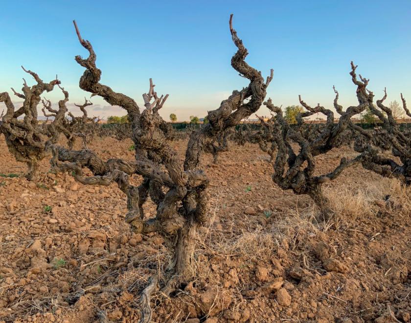 Old Vines, Fine Wines