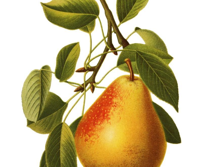 Stock Image of a yellow pear hanging on a branch with green leaves