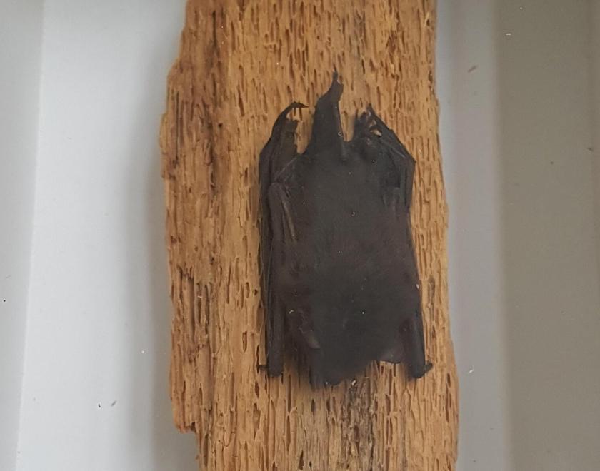 Pipistrelle Bat specimen